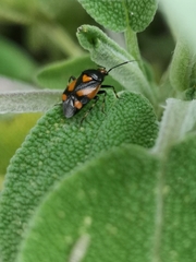 Deraeocoris schach