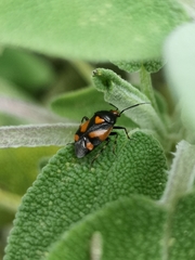 Deraeocoris schach