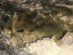 Thuidium peruvianum
