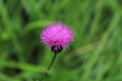Cirsium pannonicum