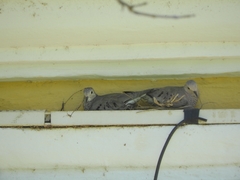 Columbina passerina