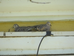 Columbina passerina