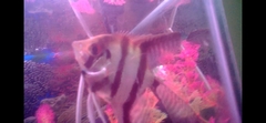 Pterophyllum scalare
