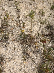 Dysodiopsis tagetoides