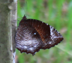 Elymnias hypermnestra