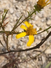 Dysodiopsis tagetoides