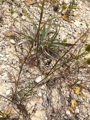 Dysodiopsis tagetoides