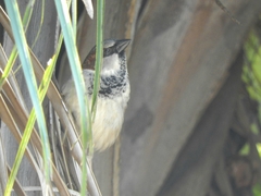 Passer domesticus