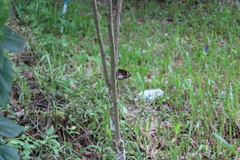 Elymnias hypermnestra