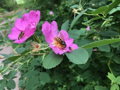 Temnostoma alternans