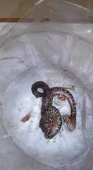 Agkistrodon russeolus