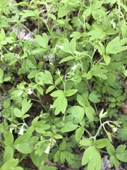 Phacelia ranunculacea