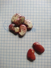 Phaseolus lunatus
