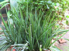 Sansevieria trifasciata