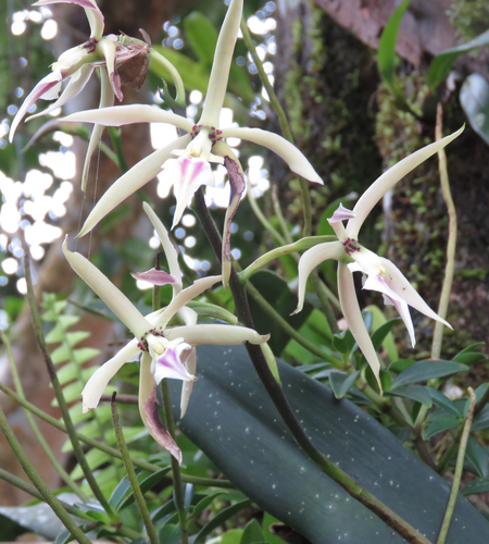 Prosthechea ionocentra image