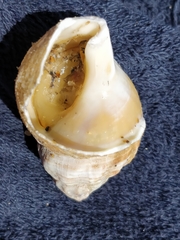 Buccinum undatum
