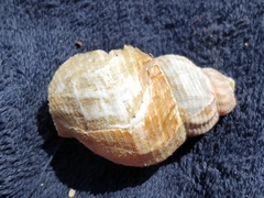 Buccinum undatum