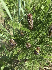 Amorpha nana