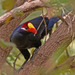 Violet Turaco - Photo (c) Frans Vandewalle, some rights reserved (CC BY-NC)