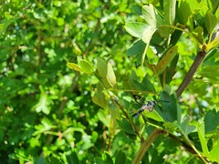 Synanthedon myopaeformis