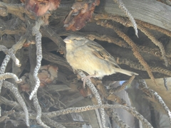 Passer domesticus