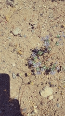 Eriastrum eremicum eremicum