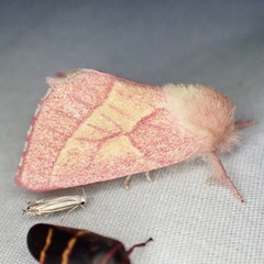 Hyparpax aurora