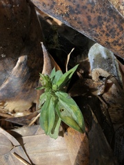 Gentiana bambuseti