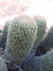 Coryphantha erecta