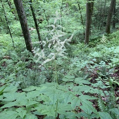 Astilbe biternata