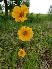 Coreopsis palmata