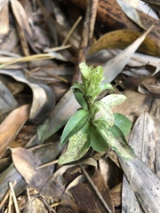 Gentiana bambuseti