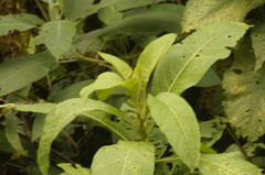 Iochroma arborescens