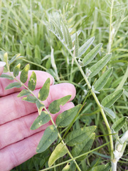Astragalus canadensis
