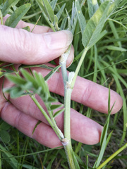 Astragalus canadensis