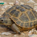 Afghan Tortoise - Photo (c) Parham Beyhaghi, some rights reserved (CC BY-NC), uploaded by Parham Beyhaghi