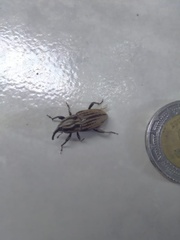Sphenophorus australis