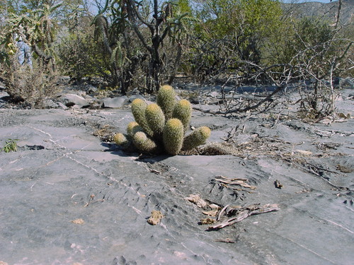 Coryphantha erecta