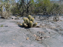 Coryphantha erecta