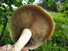 Calocybe