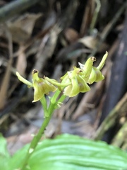 Liparis sootenzanensis