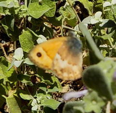 Coenonympha thyrsis