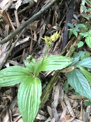 Liparis sootenzanensis