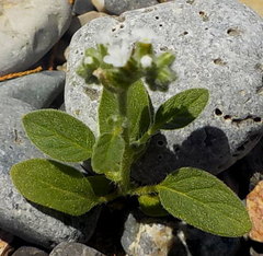 Heliotropium dolosum