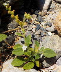 Heliotropium dolosum