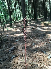 Sarcoglottis schaffneri