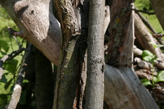 Chrysobothris affinis