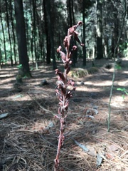 Sarcoglottis schaffneri