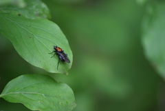 Clitellaria ephippium