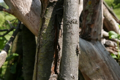 Chrysobothris affinis